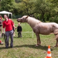 Lektor za zády domlouvá koňi